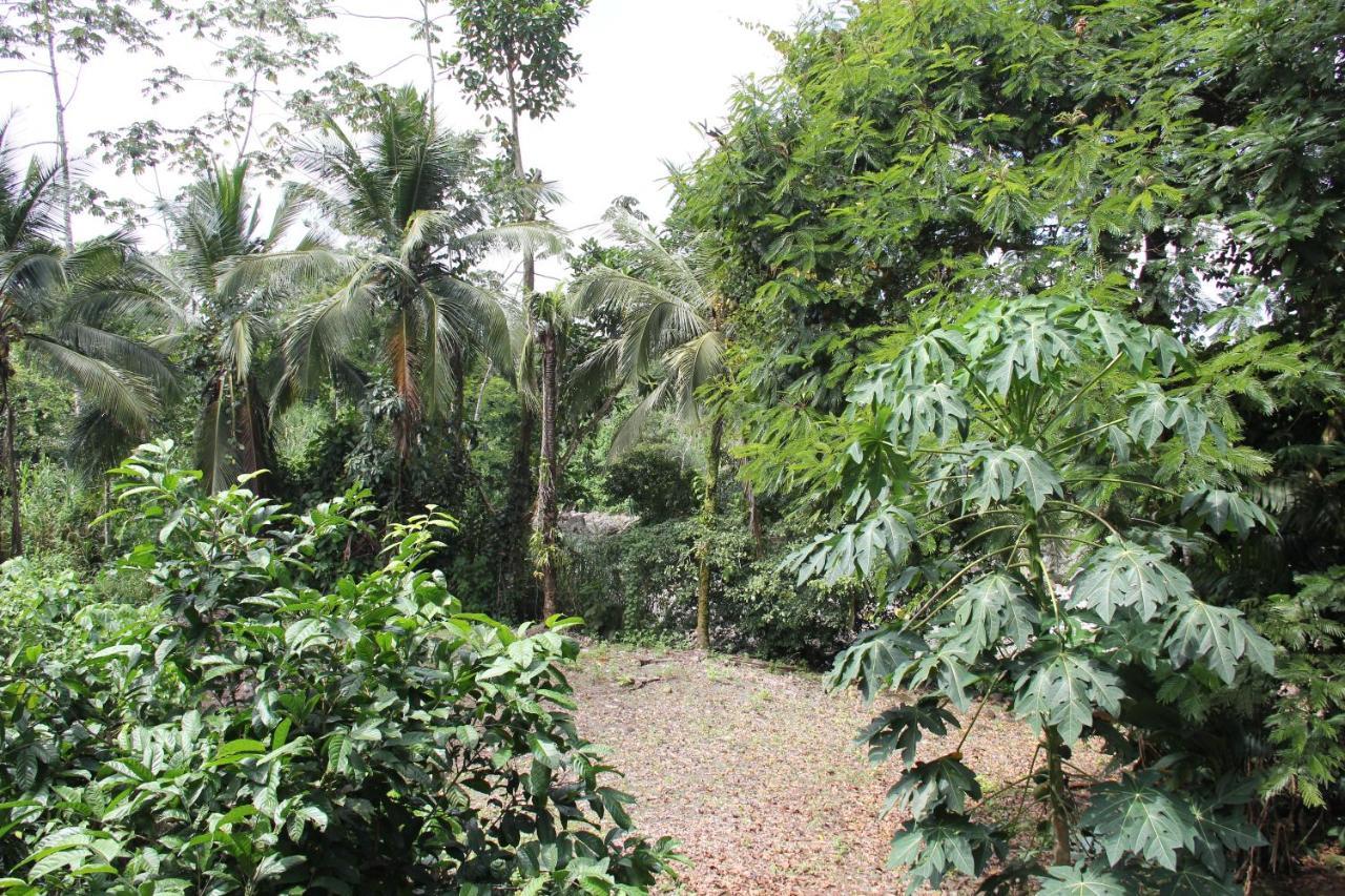 Sarapiquí Horquetas River Lodge المظهر الخارجي الصورة